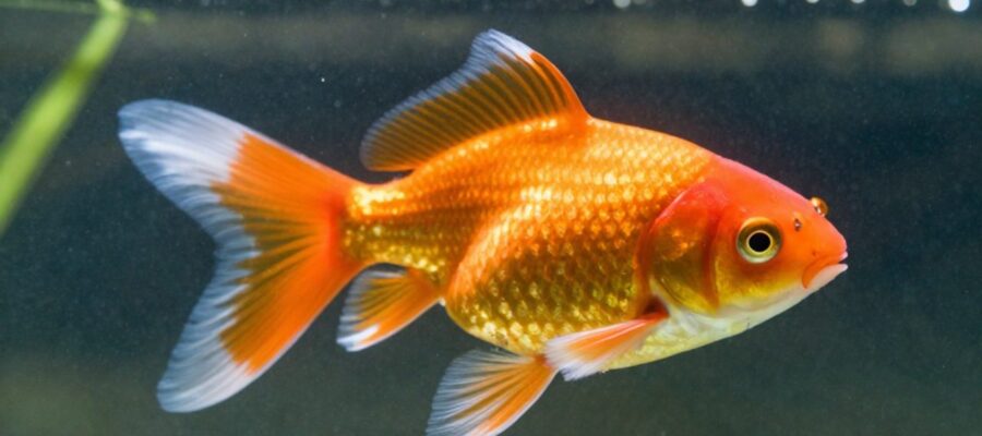 Un pez dorado nada bajo el agua mientras se observa el movimiento de sus branquias y pequeñas burbujas de oxígeno.