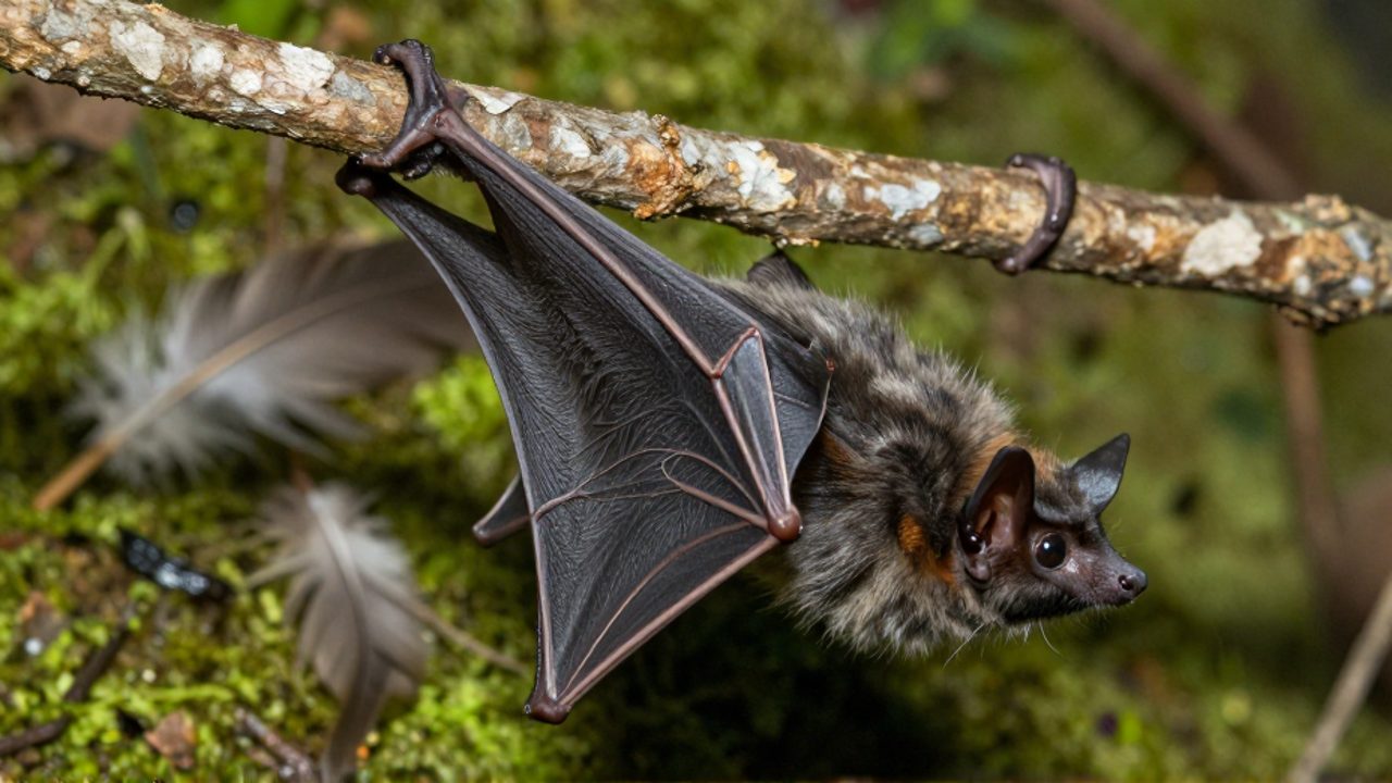 Un murciélago con pelaje oscuro se aferra a una rama de un árbol mientras muestra la estructura de sus alas, con algunas plumas de ave desenfocadas en el fondo.