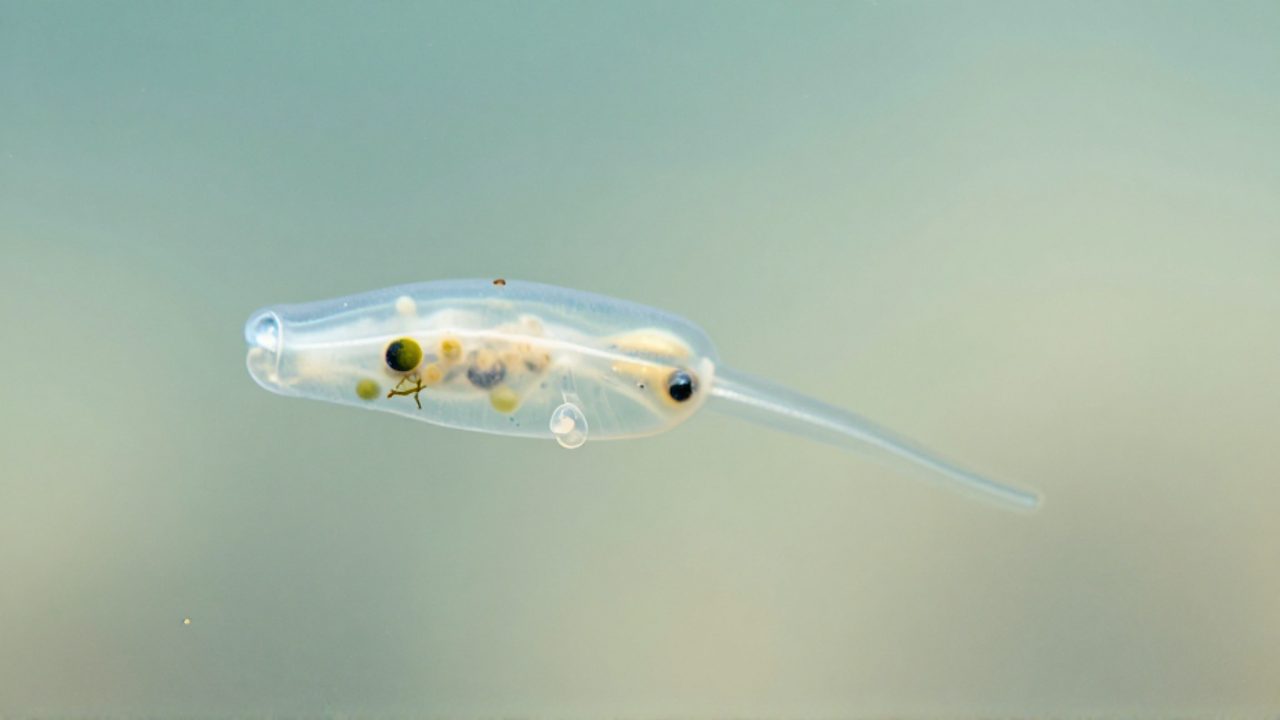 Un pequeño organismo acuático translúcido desarrolla un nuevo individuo mediante gemación en su costado.