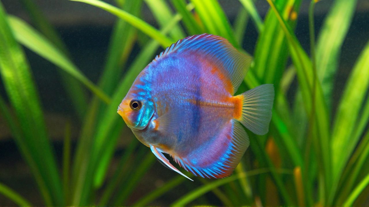 Pez disco de colores azul y naranja nadando entre plantas acuáticas verdes en un acuario.