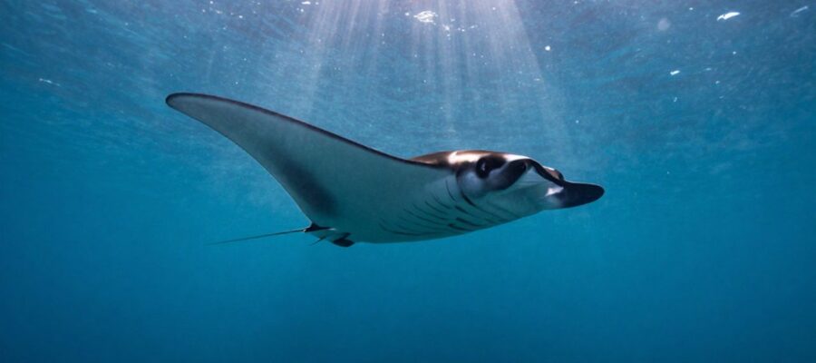 Una mantarraya nada de perfil en aguas azules profundas bajo la luz del sol filtrada desde la superficie.