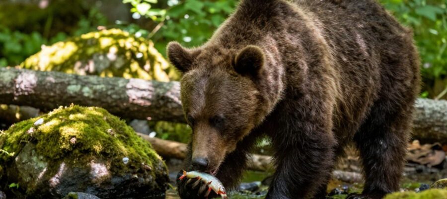 Un oso alimentándose de bayas y peces en un claro de un bosque soleado.