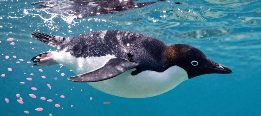 Pingüino Adelia nadando bajo el agua mientras caza un banco de krill rosado en aguas antárticas cristalinas.