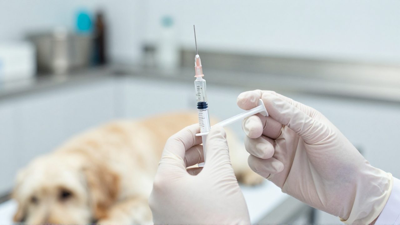 Manos de un veterinario preparando una jeringa con medicamento en una clínica, con un perro descansando al fondo sobre la mesa de exploración.