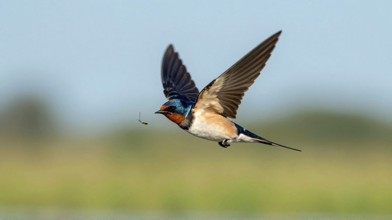 Golondrina volando con las alas extendidas mientras caza un insecto sobre un prado soleado.