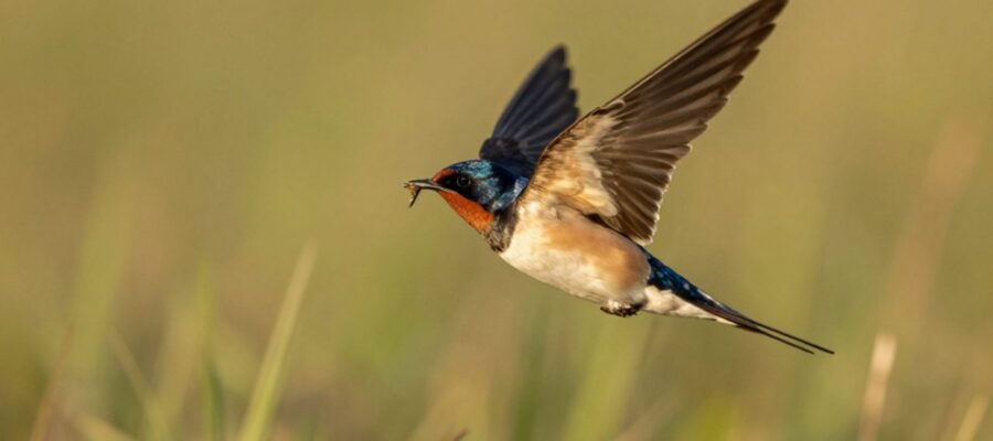 Golondrina en pleno vuelo capturando un pequeño insecto con el pico abierto sobre un prado iluminado por el sol.