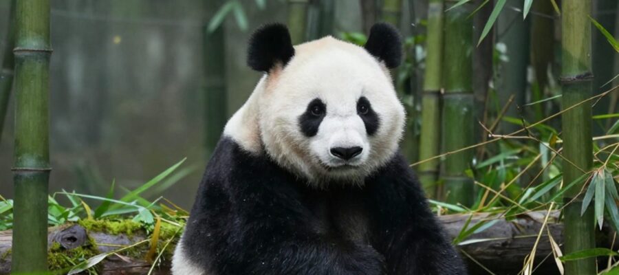 Un panda gigante sentado en actitud alerta entre la densa vegetación de un bosque de bambú brumoso.