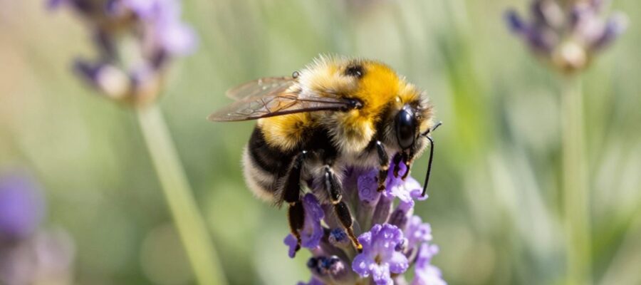 Abejorro de pelaje amarillo y negro posado sobre una flor de lavanda morada en un jardín soleado.