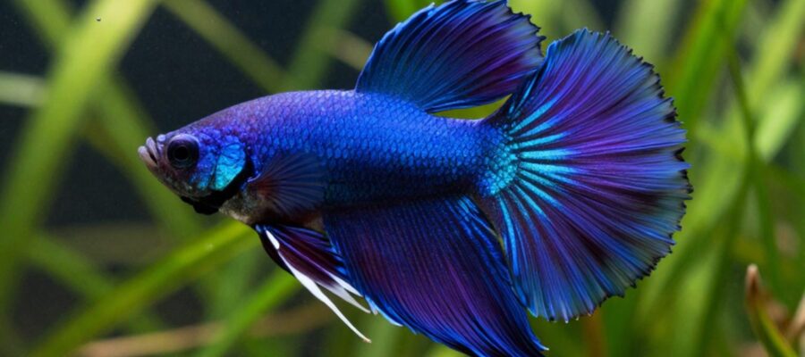 Pez betta macho de colores azul y violeta con aletas largas nadando entre plantas acuáticas verdes.