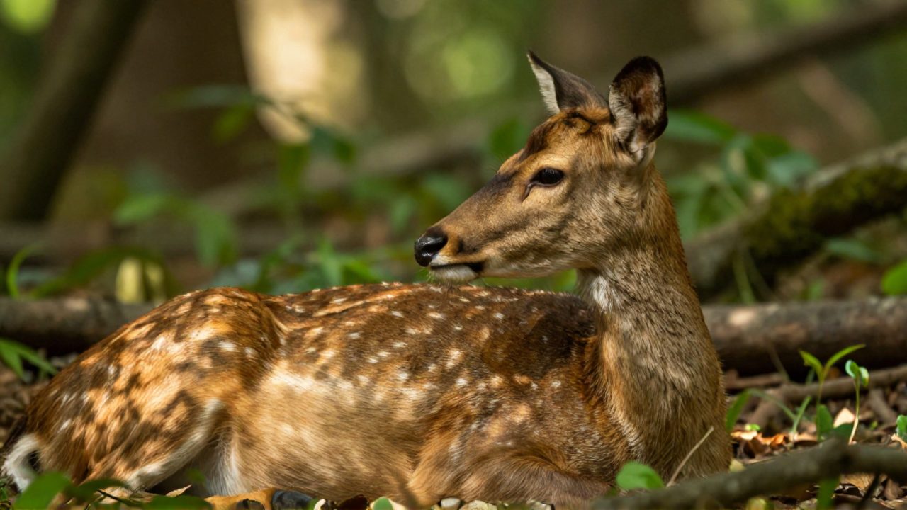 Una madre mamífero descansa pacíficamente en un claro de un bosque iluminado por la luz del sol.