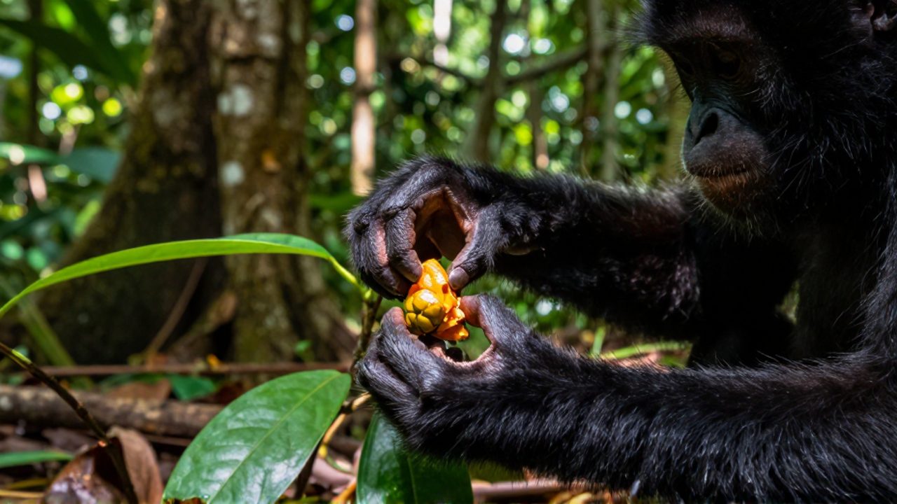 Un primate utiliza sus manos para seleccionar cuidadosamente un fruto en medio de la densa vegetación de una selva tropical.