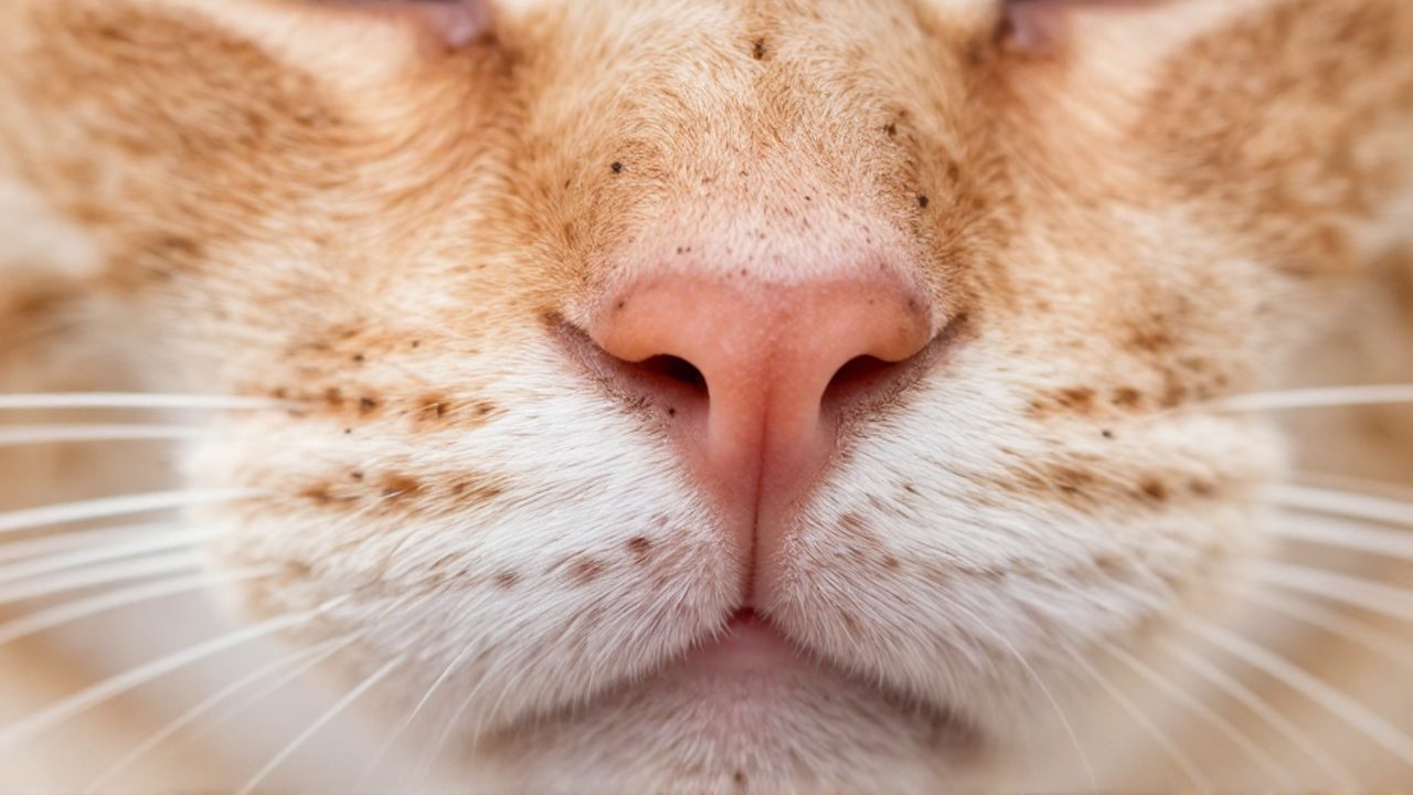 Primer plano de la nariz y labios de un gato naranja que muestran pequeñas manchas negras planas características del lentigo felino.