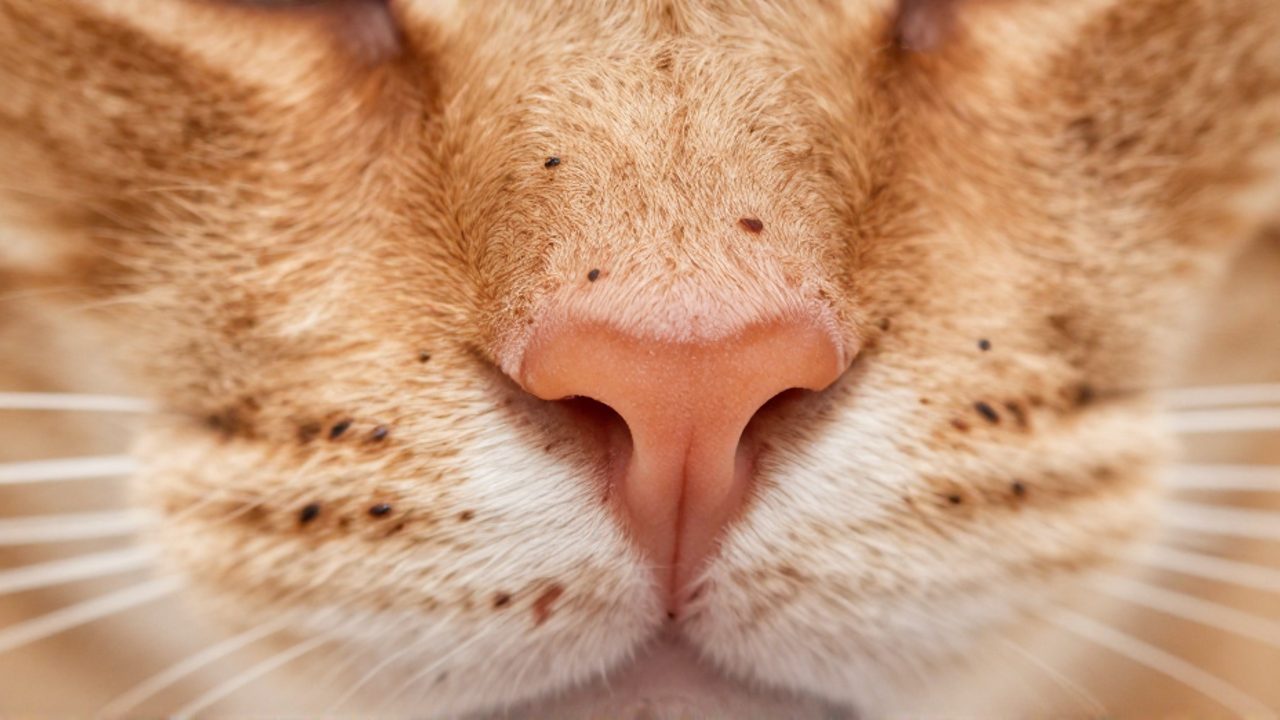 Primer plano de las pequeñas manchas oscuras de lentigo sobre la piel rosada de la nariz y el labio de un gato tabby naranja.