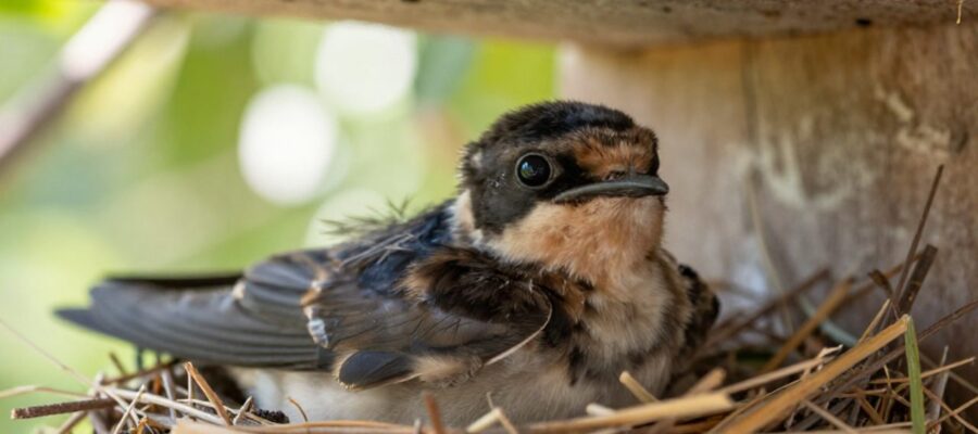Una cría de golondrina con plumaje suave descansa en un nido de ramas y hierba seca bajo un saliente de madera.