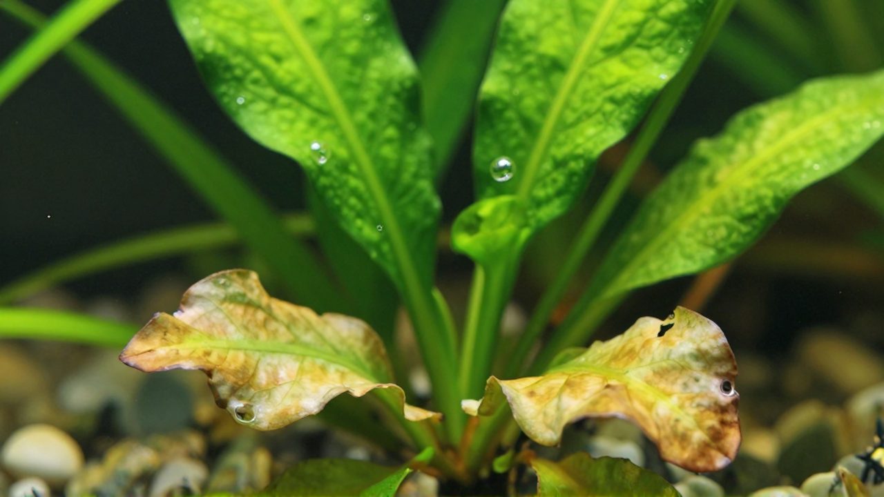 Hojas inferiores de una planta acuática con coloración amarillenta y bordes marchitos, contrastando con los brotes nuevos en la parte superior que mantienen un verde vibrante.