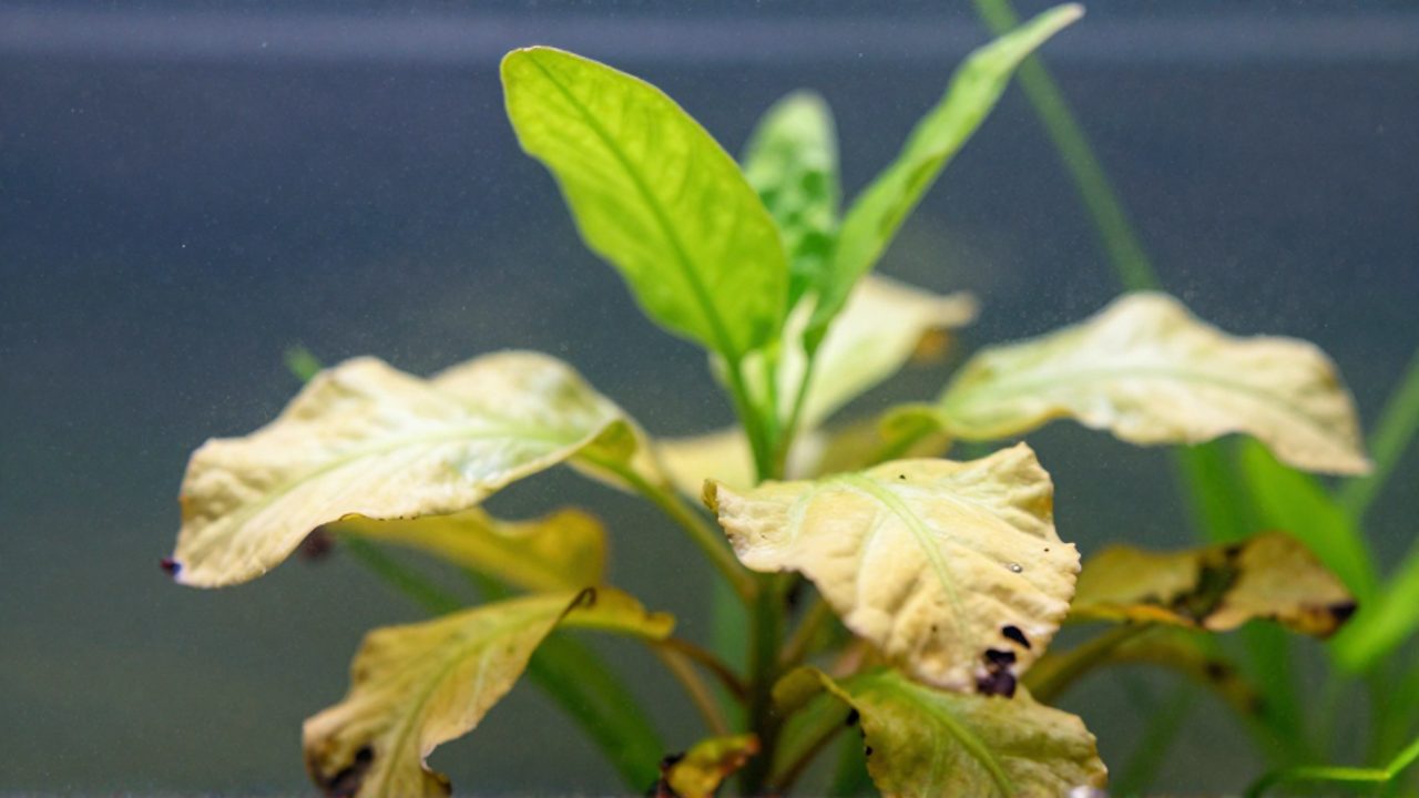 Primeros planos de las hojas inferiores de una planta acuática que presentan un tono amarillento y bordes deteriorados por la falta de fósforo, contrastando con el crecimiento verde y sano en la parte superior.