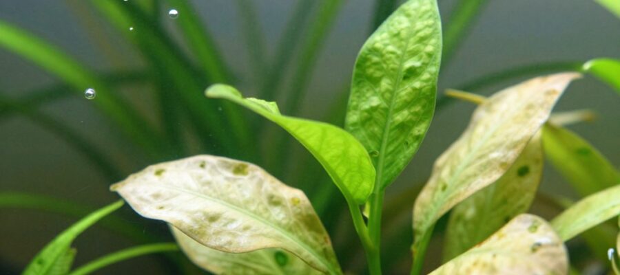 Primeros planos de las hojas inferiores de una planta acuática con tono amarillento y textura opaca, contrastando con los brotes superiores de color verde intenso.