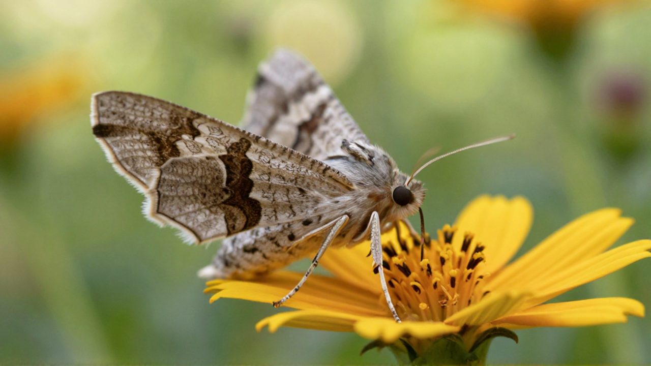 Una polilla con alas estampadas succiona el néctar del centro de una flor silvestre en un jardín.