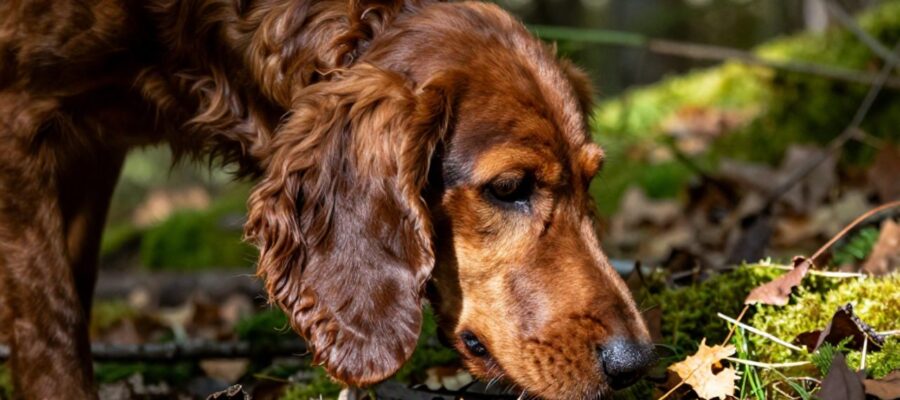 Perfil de un perro sabueso olfateando el suelo en un bosque, con sus largas orejas rozando la vegetación y las hojas secas.