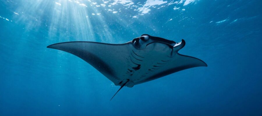 Una mantarraya gigante nada con sus alas extendidas en la inmensidad de un océano azul profundo iluminado por rayos de sol.