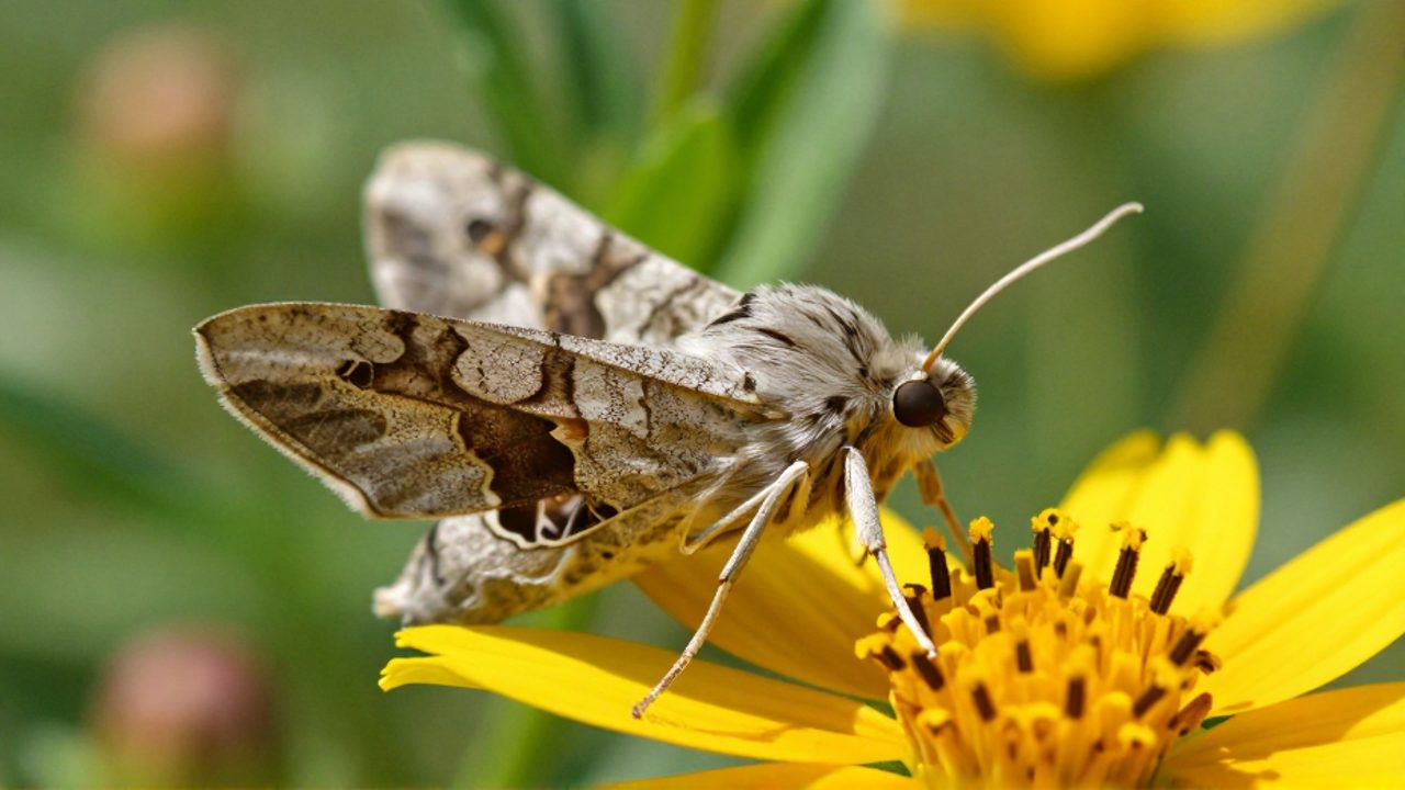 Una polilla adulta posada sobre una flor con su probóscide extendida hacia una gota de humedad.
