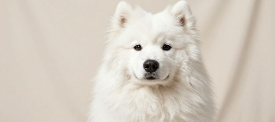 Primer plano de un perro Samoyedo de pelaje blanco, denso y esponjoso sentado sobre una superficie de tela clara.