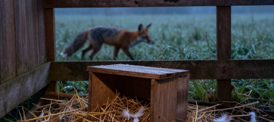 Un nido volcado con plumas esparcidas en el suelo frente a un gallinero de madera, mientras la silueta de un zorro se mueve entre la hierba al amanecer.