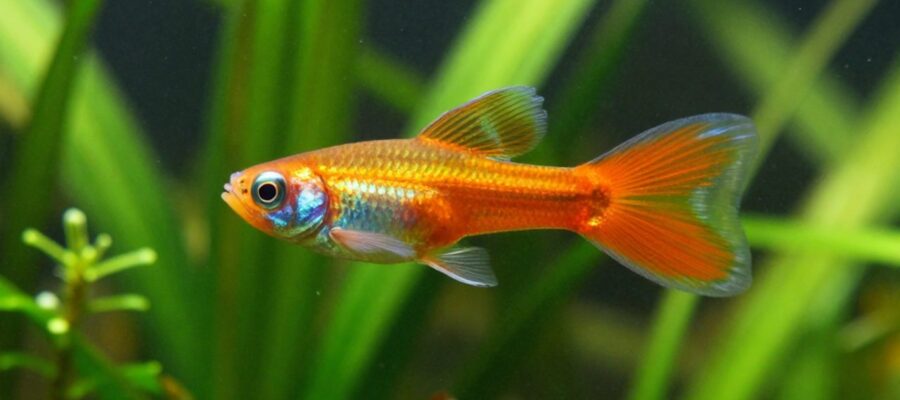 Un pez Endler de color naranja metálico nada entre plantas acuáticas verdes en un acuario.