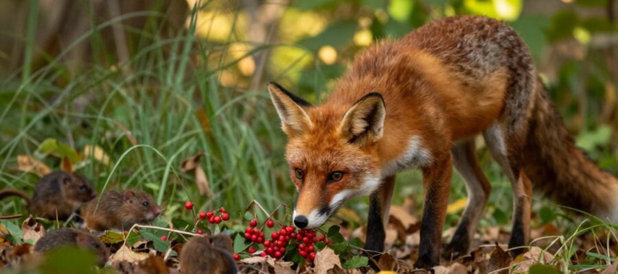 Un zorro rojo olfatea el suelo de un bosque otoñal cerca de unos frutos silvestres mientras unos ratones se mueven entre la hierba al fondo.