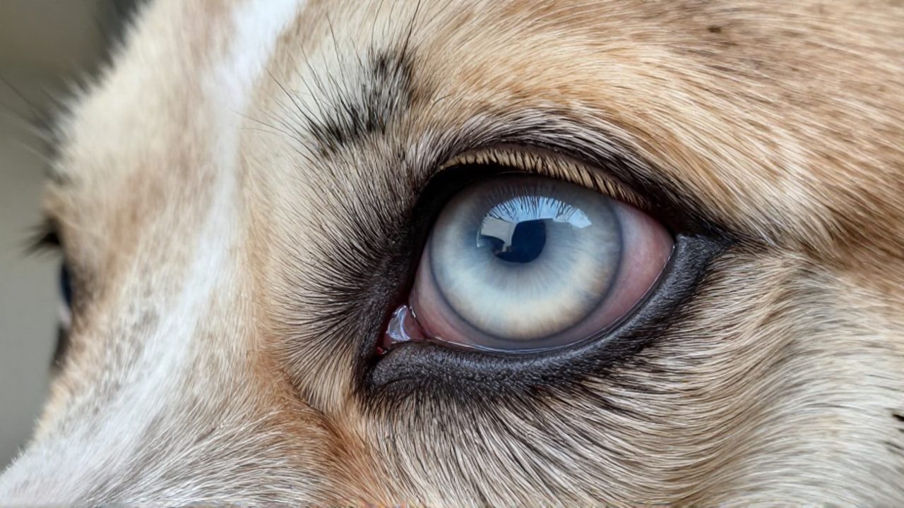 Primer plano de un ojo de perro que presenta una apariencia blanquecina y opaca en la córnea.