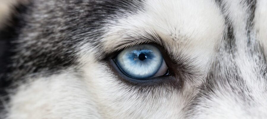 Primer plano macro del iris azul brillante y transparente de un perro Husky siberiano.