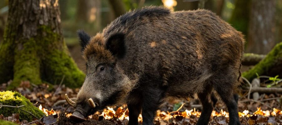 Un jabalí europeo de pelo oscuro busca alimento entre las hojas secas de un bosque templado bajo la luz del sol.