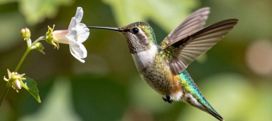 Colibrí abeja de plumaje iridiscente suspendido frente a una pequeña flor silvestre en un jardín soleado.
