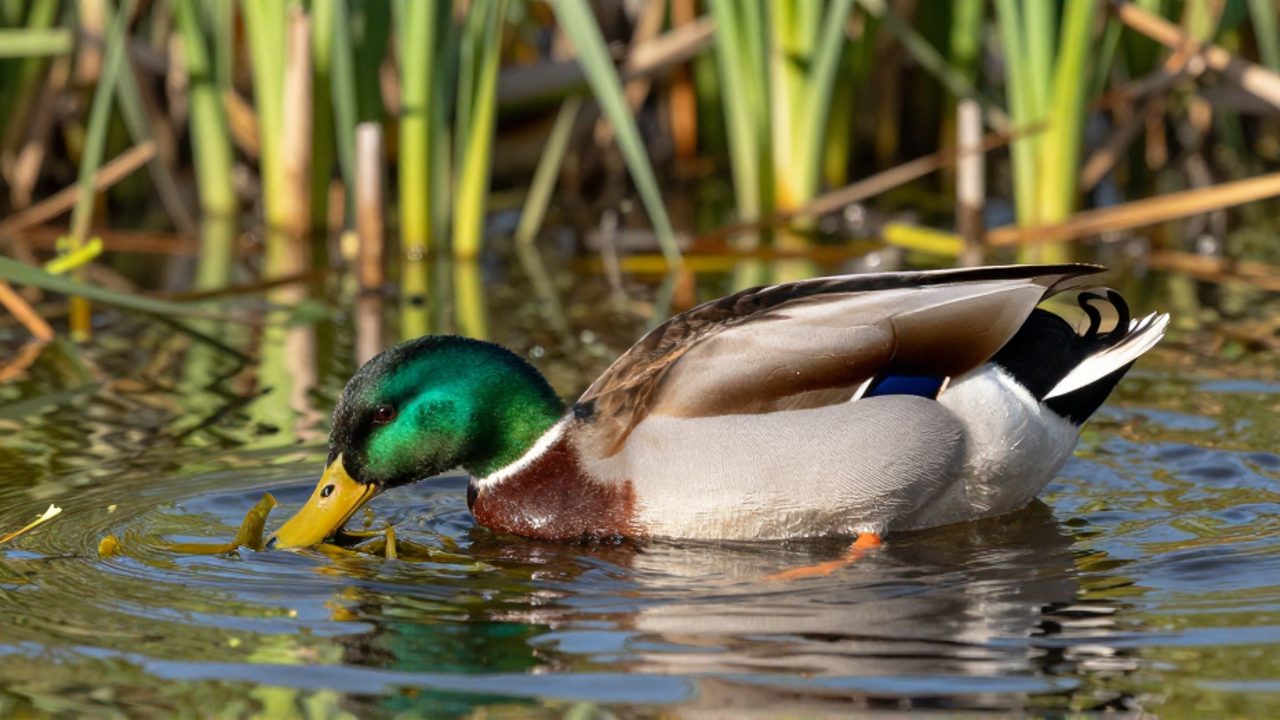 Un pato ánade real busca alimento sumergiendo la cabeza en un estanque poco profundo rodeado de vegetación.