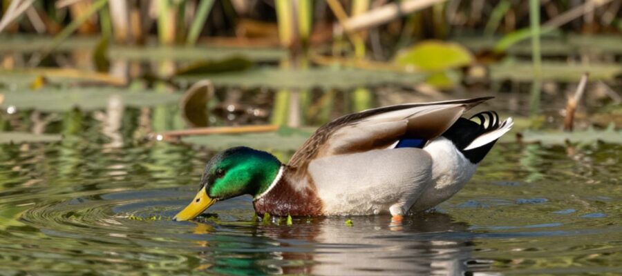 Un pato ánade real sumerge la cabeza y el cuello en un estanque poco profundo para buscar vegetación entre juncos.