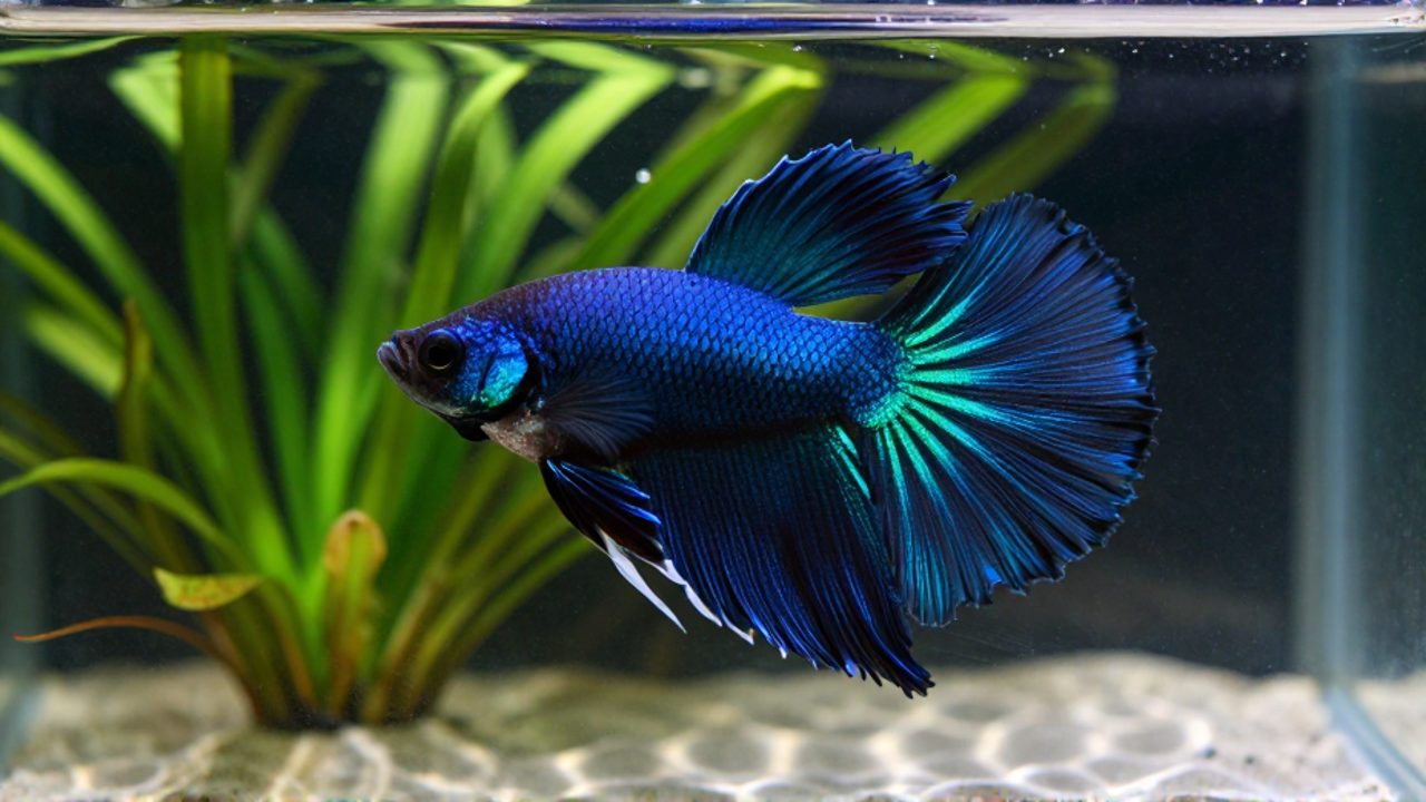 Pez betta macho de colores azul índigo y verde azulado nadando entre plantas acuáticas en un acuario.