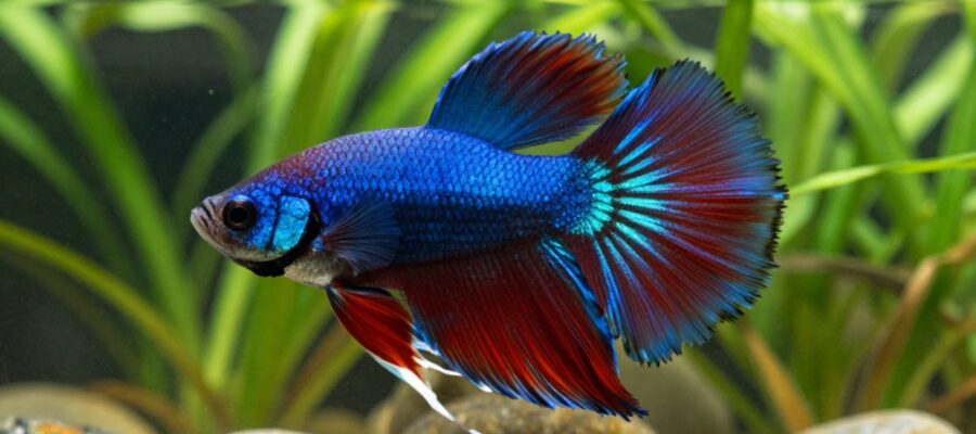 Pez Betta macho de colores azul y rojo con aletas largas nadando entre plantas acuáticas en un acuario.
