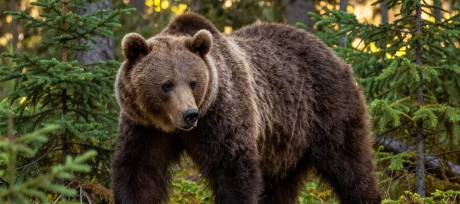 Un oso pardo camina por un bosque de coníferas iluminado por la luz del sol.