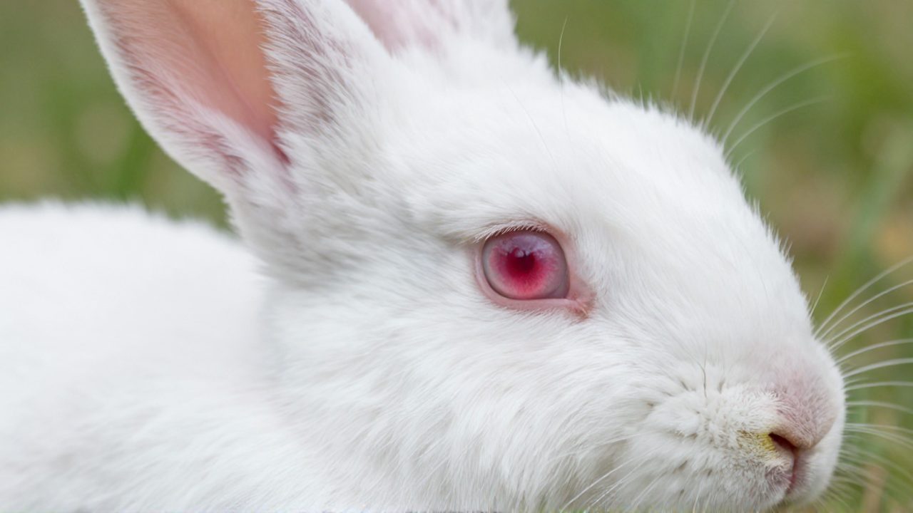 Primer plano del ojo de un conejo albino que muestra su coloración rosada natural y la textura de su pelaje blanco.