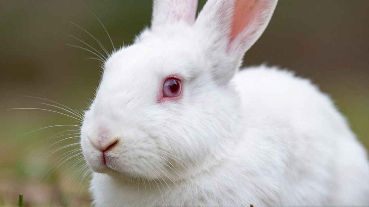 Primer plano del rostro de un conejo blanco con ojos de iris rojo debido al albinismo.