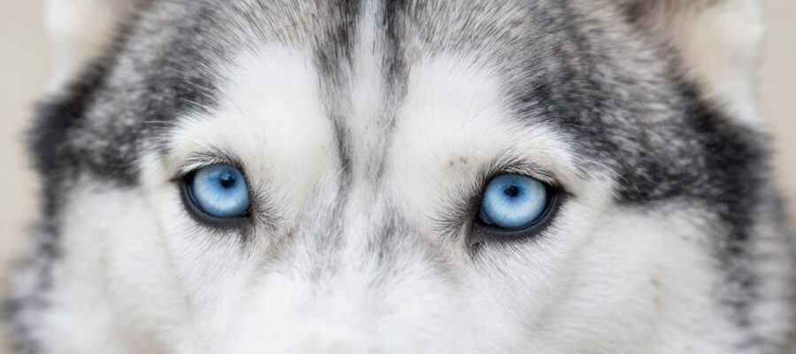 Primer plano de los ojos azules intensos de un perro Husky siberiano.