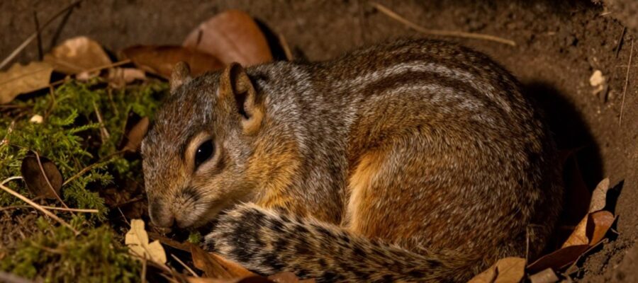 Una ardilla terrestre duerme ovillada sobre hojas secas y musgo dentro de su madriguera subterránea.