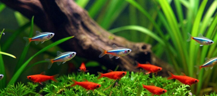 Cardumen de neones y gambas rojas nadan y buscan alimento entre plantas acuáticas densas y madera en un acuario plantado.