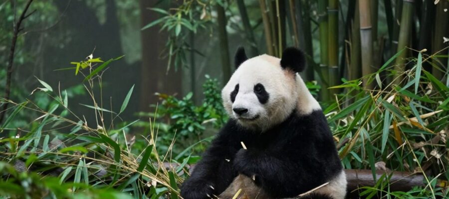 Oso panda sentado con expresión alerta y vigilante en medio de un denso bosque de bambú cubierto de niebla.