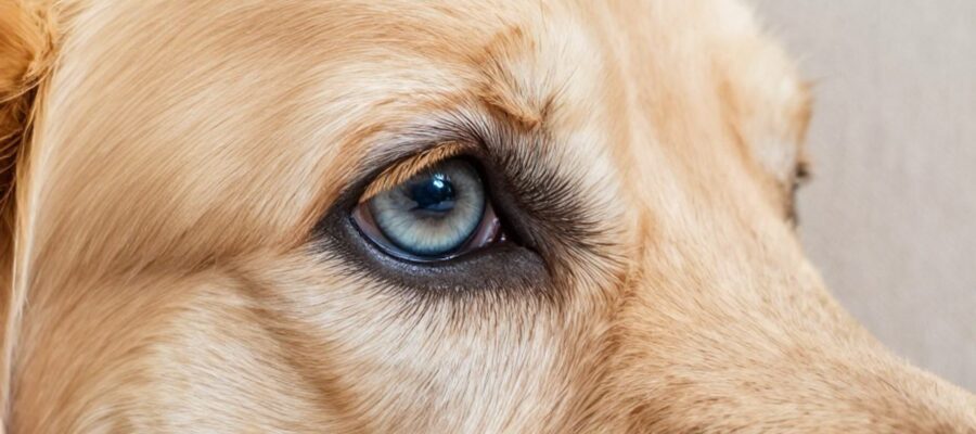 Primer plano del ojo de un perro Golden Retriever de edad avanzada que presenta un tono azulado y opalescente en la córnea.