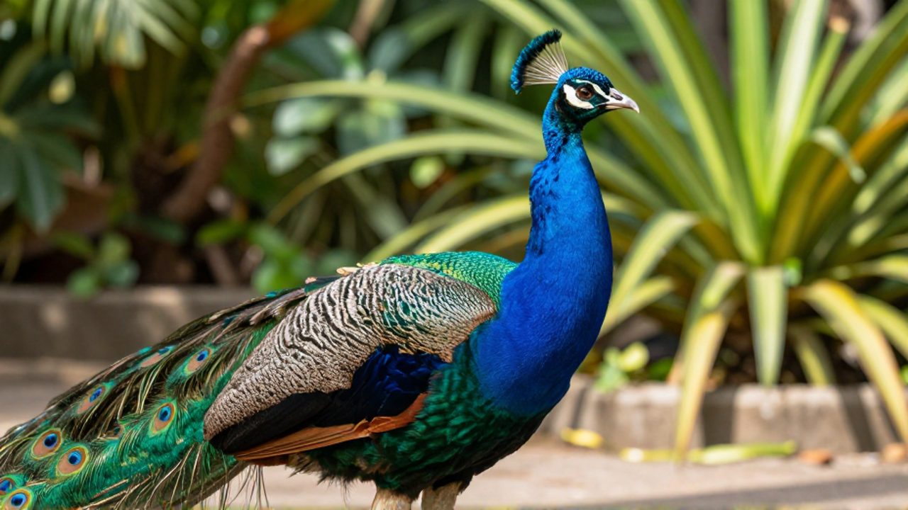 Pavo real indio macho con plumaje azul iridiscente y patrones de ocelos caminando en un jardín tropical.