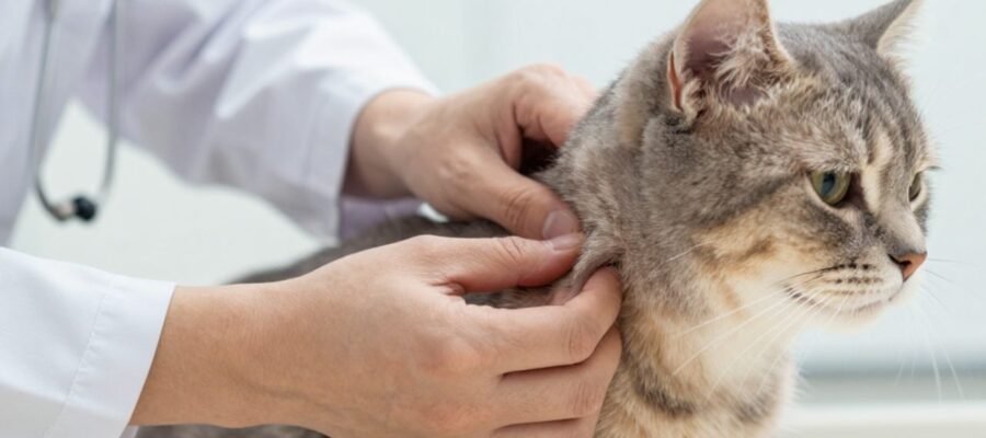 Un veterinario palpa con cuidado la zona del cuello de un gato gris para examinar la presencia de bultos o masas.
