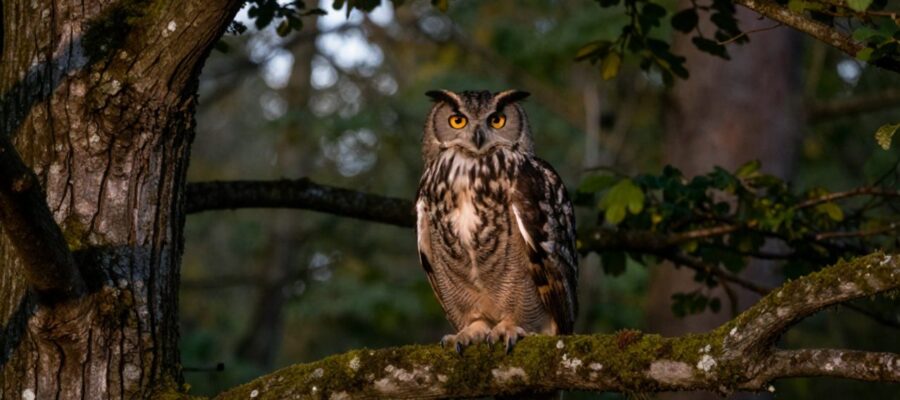 Un búho real posado en la rama de un árbol cubierto de musgo en un bosque brumoso al atardecer.