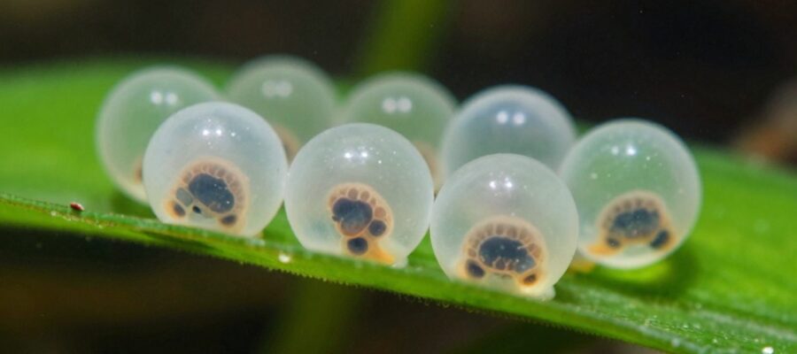 Huevos de ajolote translúcidos adheridos a una hoja de planta acuática con embriones en desarrollo visibles en su interior.