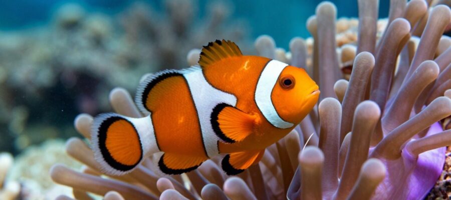 Pez payaso naranja con rayas blancas nadando entre los tentáculos de una anémona en un arrecife de coral.